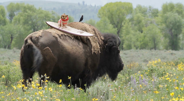 13-FEET AND CASUAL: CHECKING IN WITH DYLAN GRAVES